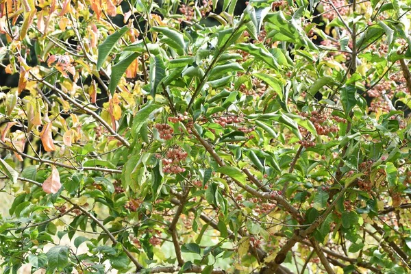 Japanischer Spindelbaum Euonymus Hamiltonianus Herbst — Stockfoto