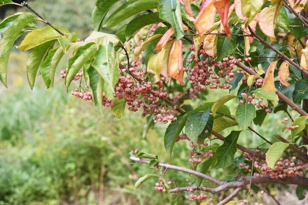 秋に日本のスピンドルの木 Euonyus Hamiltonianus — ストック写真