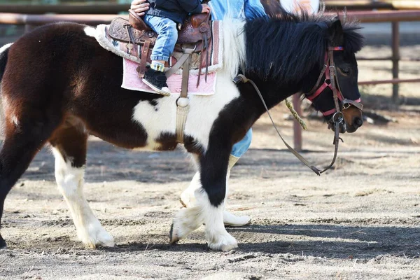 Experiência Andar Cavalo Pônei Zoológico Animais Estimação — Fotografia de Stock