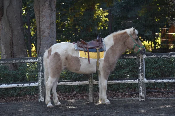 Experiência Andar Cavalo Pônei Zoológico Animais Estimação — Fotografia de Stock