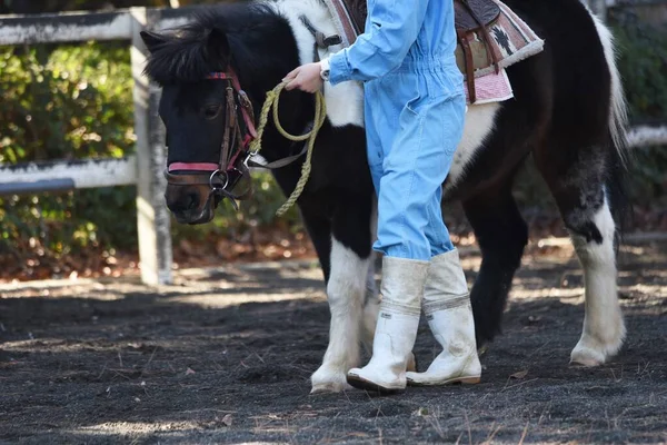 Pony Horseback Riding Experience Petting Zoo — Stock Photo, Image