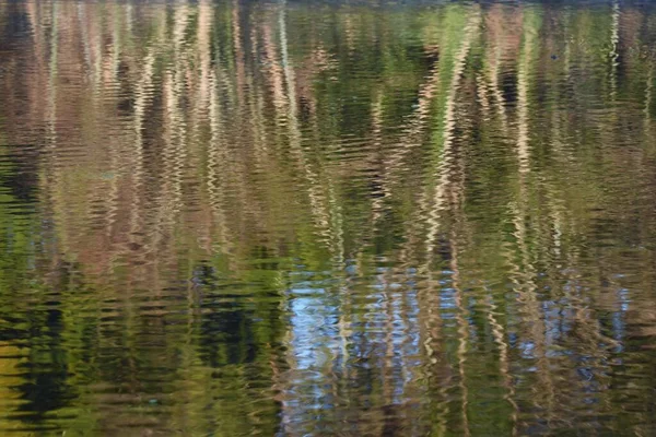 Отражение Водной Поверхности Пруда Природном Парке — стоковое фото
