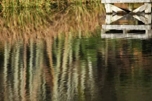 自然公園内の池の水面の反射 — ストック写真