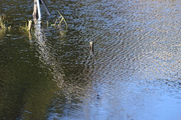 Reflektion Vattenytan Dammen Naturparken — Stockfoto