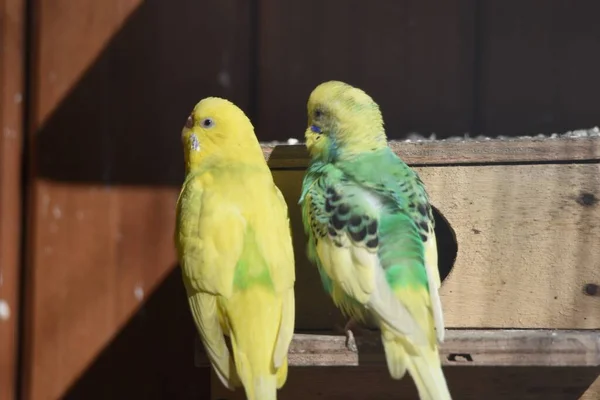 Parktaki Kuş Evinde Muhabbet Kuşları Papağanlar Papağanlar — Stok fotoğraf