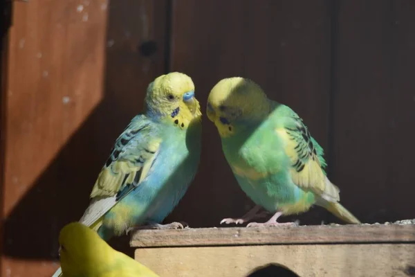 Parakeets Budgerigars Cockatiels Park Birdhouse — Stock Photo, Image