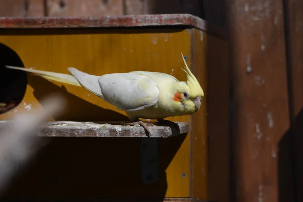 Periquitos Budgerigars Cockatiels Parque Birdhouse — Fotografia de Stock