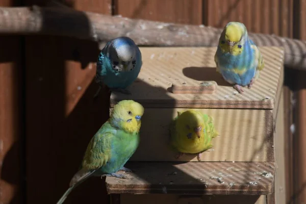 Parktaki Kuş Evinde Muhabbet Kuşları Papağanlar Papağanlar — Stok fotoğraf
