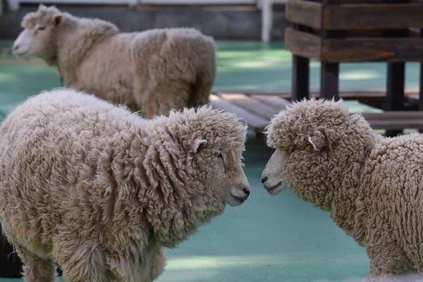 Caprinos Ovelhas Que Alimentam Zoológico Petting — Fotografia de Stock