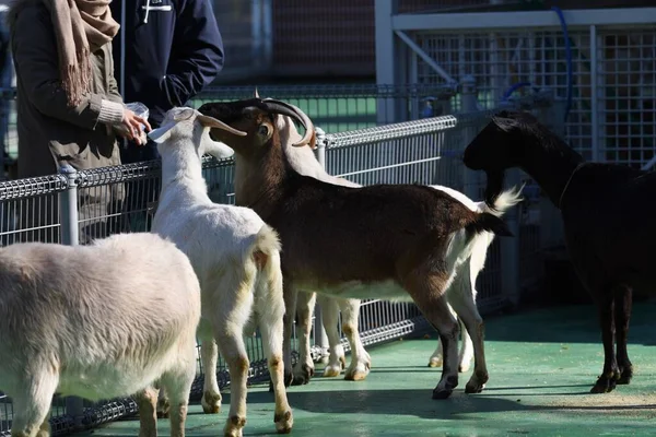 Caprinos Ovelhas Que Alimentam Zoológico Petting — Fotografia de Stock