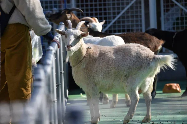 Caprinos Ovelhas Que Alimentam Zoológico Petting — Fotografia de Stock