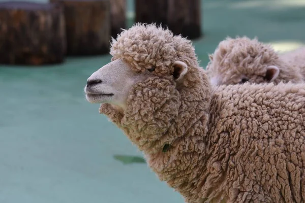 Caprinos Ovelhas Que Alimentam Zoológico Petting — Fotografia de Stock