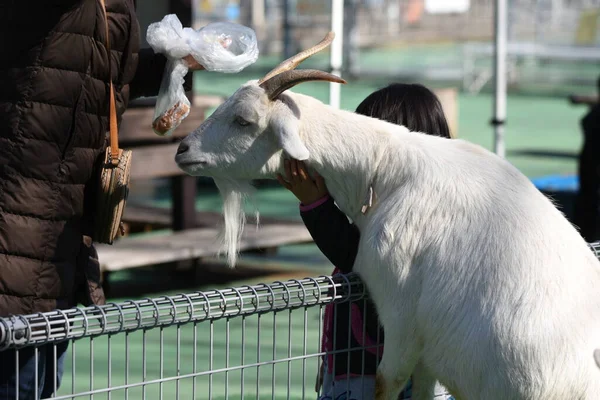 Caprinos Ovelhas Que Alimentam Zoológico Petting — Fotografia de Stock