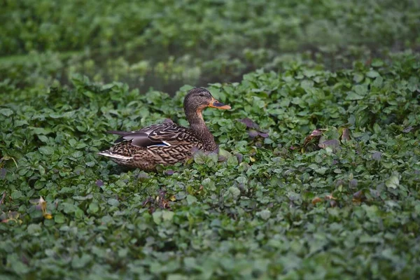 冬季在一个自然公园的池塘里觅食的鸭子 — 图库照片