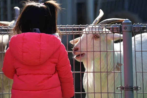 Caprinos Ovelhas Que Alimentam Zoológico Petting — Fotografia de Stock