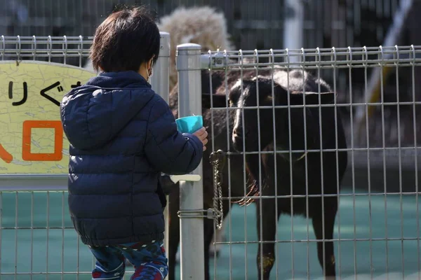 Goats and sheep feeding at the Petting zoo.