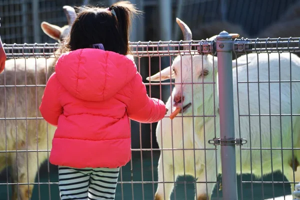 Alimentation Des Chèvres Des Moutons Zoo Petting — Photo