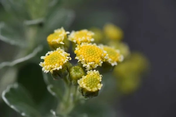 Chryzantemy Kwiaty Marginatowe Asteraceae Wieloletnia Trawa Roślinna — Zdjęcie stockowe