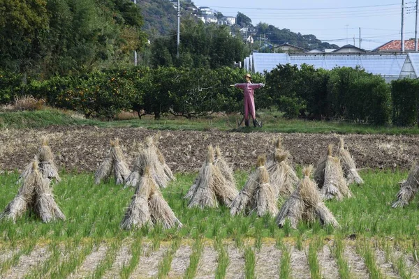 Haystacks Scenery Rice Field Harvesting Rice — Stock Photo, Image