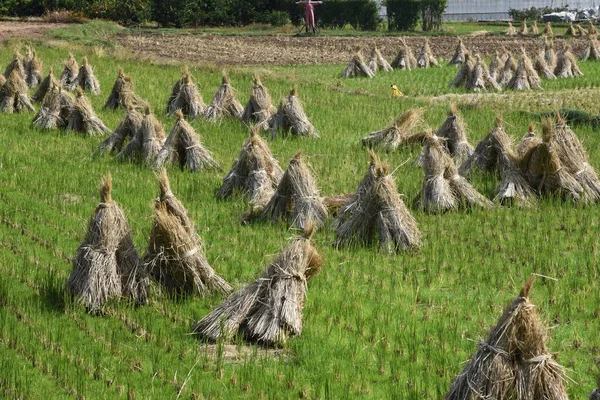 Haystacks Τοπίο Ορυζώτου Μετά Συγκομιδή Ρυζιού — Φωτογραφία Αρχείου