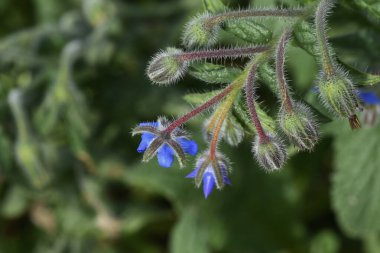 Borage (Borago officinalis) çiçekler / Boraginaceae yıllık bitkisi.