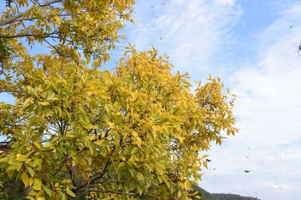 Chinesische Zürgelblätter Cannabaceae Laubbaum — Stockfoto