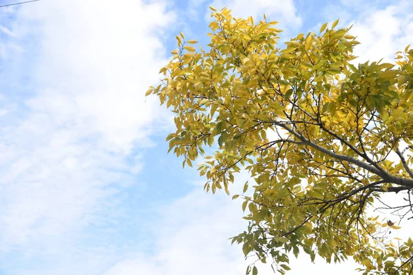 Hackberry Chinês Folhas Amarelas Cannabaceae Árvore Caduca — Fotografia de Stock