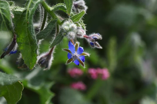 Borage Borago Officinalis Flowers Boraginaceae Annual Herb — Stock Photo, Image