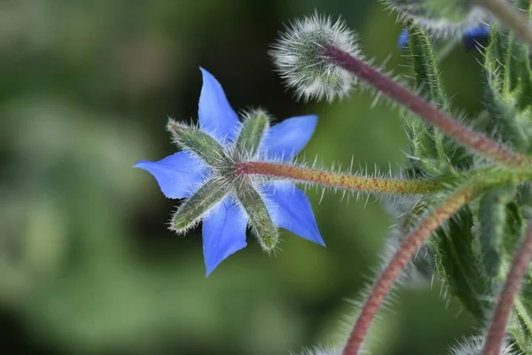 Borage Borago Officinalis Flowers Boraginaceae Annual Herb — Stock Photo, Image