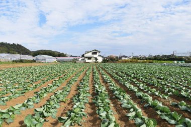Sebze / lahana tarlası ekimi