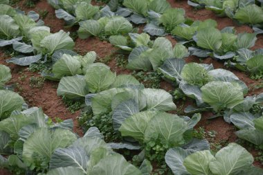 Sebze / lahana tarlası ekimi