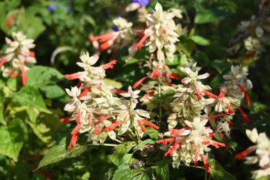 Salvia çiçekleri / Lamiaceae Brezilya 'ya özgü bitkiler