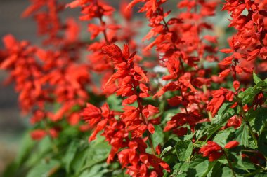 Salvia çiçekleri / Lamiaceae Brezilya 'ya özgü bitkiler