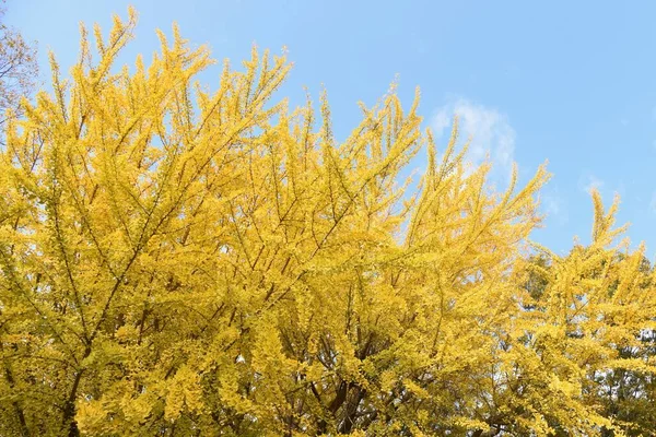 Yellow Leaves Ginkgo Trees Park — Stock Photo, Image