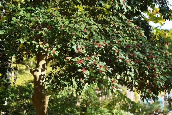 Jagody Ilex Rotunda Aquifoliaceae Evergreen Tree — Zdjęcie stockowe