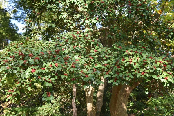 Ilex Rotunda Berries Aquifoliaceae Вічнозелене Дерево — стокове фото