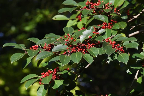 Bacche Ilex Rotunda Aquifoliaceae Albero Sempreverde — Foto Stock