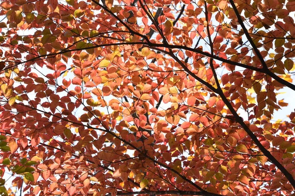 Kousa Hartriegel Herbst Blätter Cornaceae Laubbaum — Stockfoto