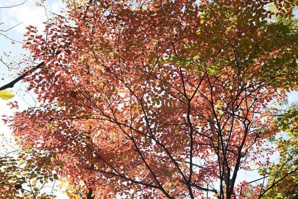 Kousa Hartriegel Herbst Blätter Cornaceae Laubbaum — Stockfoto