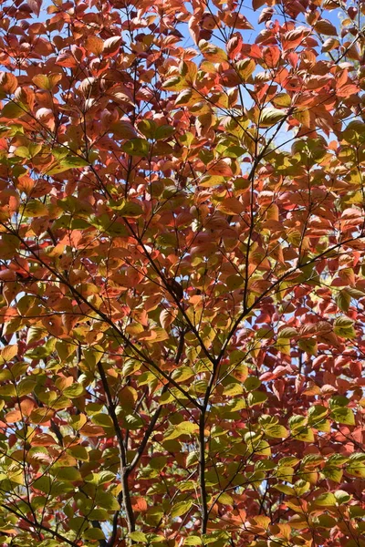 Feuilles Automne Cornouiller Kousa Cornacées Arbre Feuilles Caduques — Photo