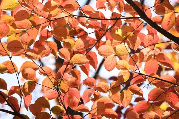 Kousa Hartriegel Herbst Blätter Cornaceae Laubbaum — Stockfoto