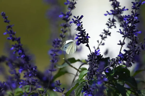 Salvia Lamiaceae Native Brazil Plant — 스톡 사진