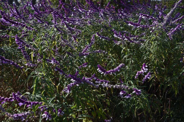 Flores Salvia Lamiaceae Nativas Brasil Planta — Fotografia de Stock