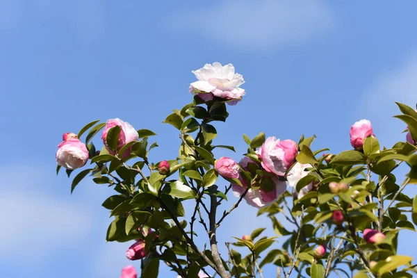 Sasanqua Camellia Japonica Květiny Theaceae Evergerrn Strom — Stock fotografie