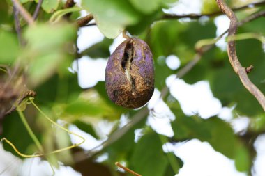 Çikolata asması meyvesi. Rardizabalaceae yaprak döken asma çalısı.