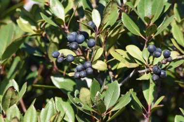 Rhaphiolepis umbellata üzümü. Rosaceae her zaman yeşil çalı.