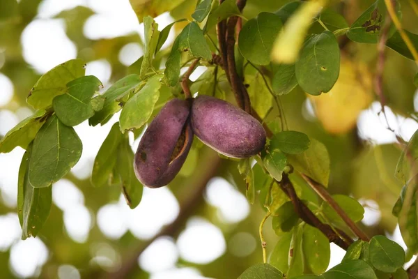 Çikolata asması meyvesi. Rardizabalaceae yaprak döken asma çalısı.