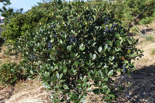 Rhaphiolepis Umbellata Baies Rosacées Arbuste Feuilles Persistantes — Photo