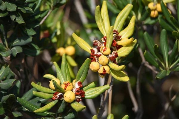 Ягоды Японского Чизвуда Pittbisporaceae Evergreen Shrubb — стоковое фото