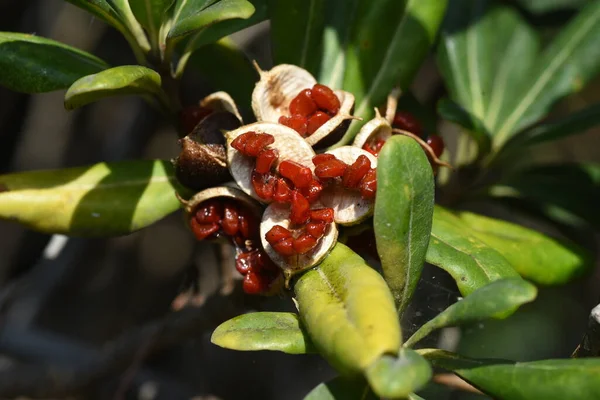 Ягоды Японского Чизвуда Pittbisporaceae Evergreen Shrubb — стоковое фото